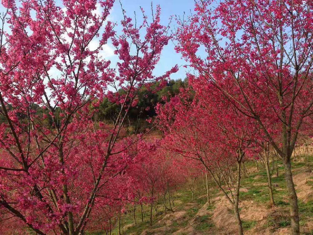 臺(tái)灣陽(yáng)明山櫻花